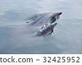 Tsukumi dolphin island (Tsukumi city, Oita prefecture) 32425952
