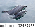 Tsukumi dolphin island (Tsukumi city, Oita prefecture) 32425953