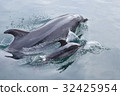 Tsukumi dolphin island (Tsukumi city, Oita prefecture) 32425954