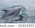 Tsukumi dolphin island (Tsukumi city, Oita prefecture) 32425955