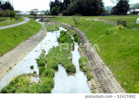 日本春溪 32425992