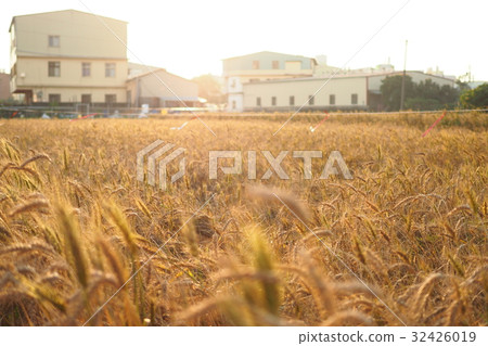 wheat 32426019