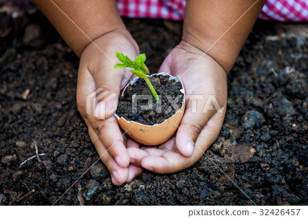 Child hand holding young tree in egg shell 32426457