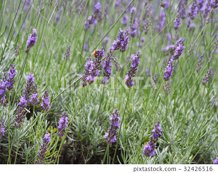 Lavender and bee Lavender and bee 32426516