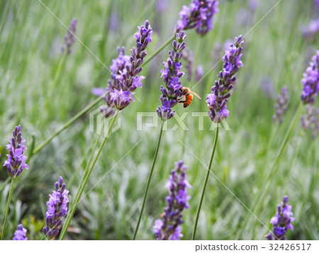 Lavender and bee Lavender and bee 32426517