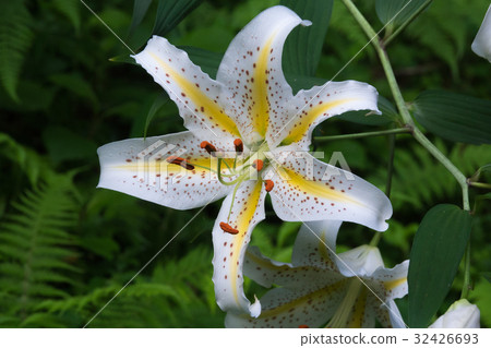 Yuri Yori沒有Hana 32426693