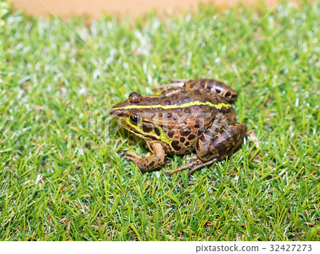 Tokyo dalo frog 32427273