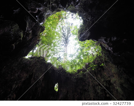 鹿兒島縣屋久島威爾遜股份 32427739