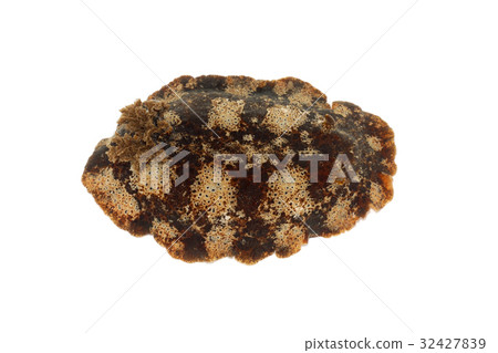 Spider gull Spider gull 32427839