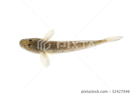 黃鰭刺鰕虎魚 32427846