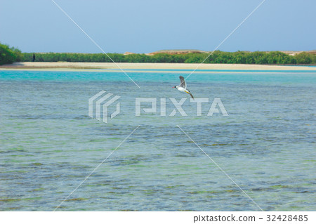 Seagulls flying and Fishing by the sea side Seagulls flying and Fishing by the sea side 32428485