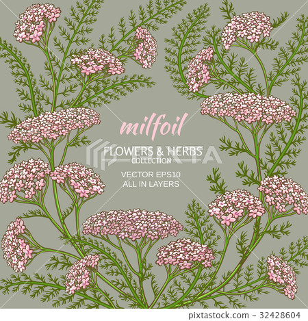 yarrow vector frame 32428604