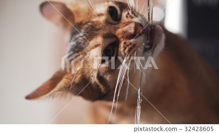 closeup shot of abyssinian cat drinking water from 32428605
