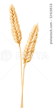 Isolated wheat Isolated wheat 32428618