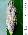 Crocodiles at Crocodile Farm in Thailand. 32428889