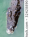 Crocodiles at Crocodile Farm in Thailand. 32428890
