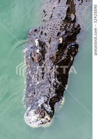 Crocodiles at Crocodile Farm in Thailand. 32428890