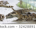 Crocodiles at Crocodile Farm in Thailand. 32428891