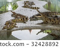 Crocodiles at Crocodile Farm in Thailand. 32428892