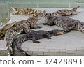 Crocodiles at Crocodile Farm in Thailand. 32428893
