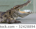 Crocodiles at Crocodile Farm in Thailand. 32428894
