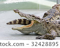 Crocodiles at Crocodile Farm in Thailand. 32428895