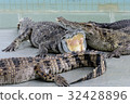Crocodiles at Crocodile Farm in Thailand. 32428896