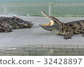 Crocodiles at Crocodile Farm in Thailand. 32428897