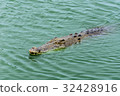 Crocodiles at Crocodile Farm in Thailand. 32428916