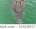 Crocodiles at Crocodile Farm in Thailand. 32428917