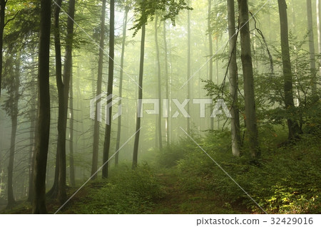 Trail through the foggy spring beech forest 32429016