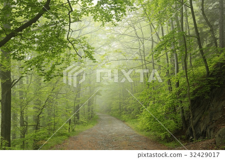 Trail through the foggy spring beech forest Trail through the foggy spring beech forest 32429017