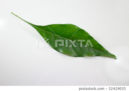 Green lead of Indian cork tree isolated Green lead of Indian cork tree isolated 32429035