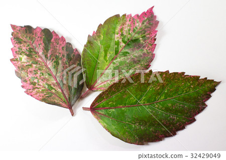 Leaf of Chinese hibiscus flower isolated 32429049