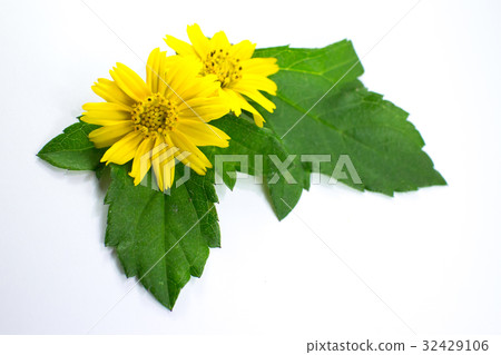 Closeup Singapore daisy flower Closeup Singapore daisy flower 32429106