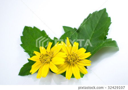 Closeup Singapore daisy flower 32429107