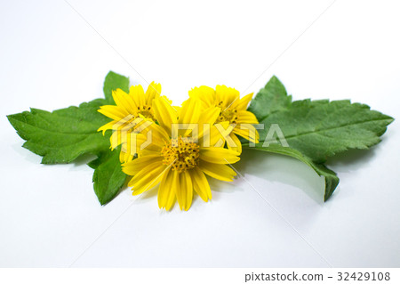 Closeup Singapore daisy flower Closeup Singapore daisy flower 32429108