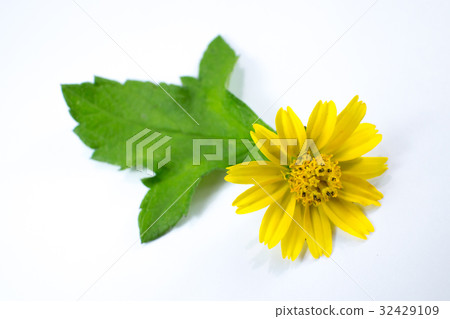 Closeup Singapore daisy flower  32429109