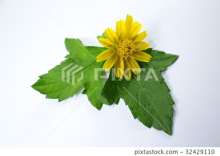 Closeup Singapore daisy flower Closeup Singapore daisy flower 32429110