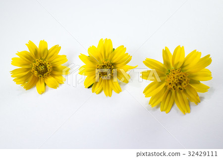 Closeup Singapore daisy flower Closeup Singapore daisy flower 32429111