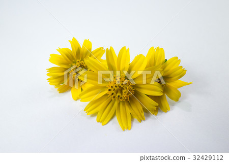 Closeup Singapore daisy flower  32429112