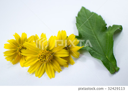 Closeup Singapore daisy flower Closeup Singapore daisy flower 32429113