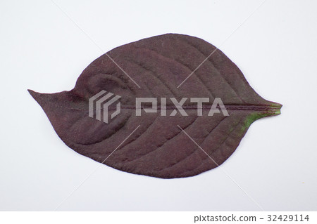 Red leaf of Red Ivy or Red flame ivy Red leaf of Red Ivy or Red flame ivy 32429114