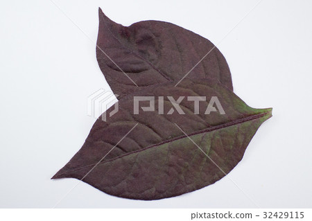 Red leaf of Red Ivy or Red flame ivy  32429115