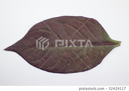 Red leaf of Red Ivy or Red flame ivy Red leaf of Red Ivy or Red flame ivy 32429117