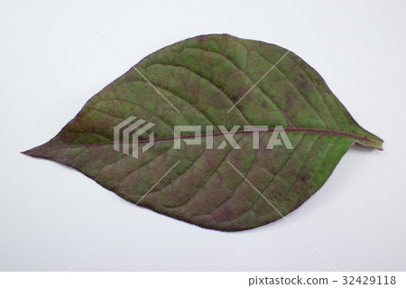 Red leaf of Red Ivy or Red flame ivy  32429118