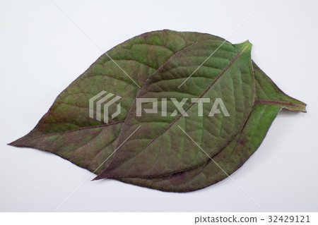 Red leaf of Red Ivy or Red flame ivy Red leaf of Red Ivy or Red flame ivy 32429121