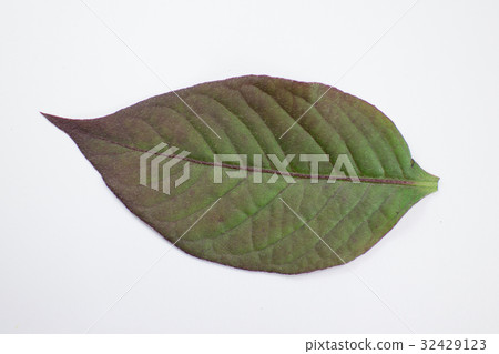 Red leaf of Red Ivy or Red flame ivy Red leaf of Red Ivy or Red flame ivy 32429123