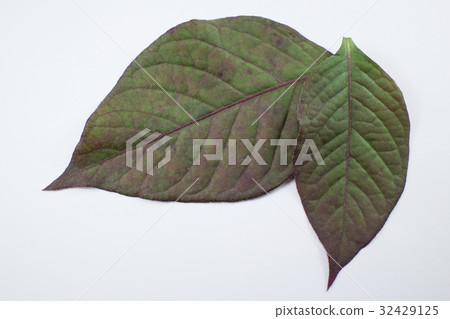 Red leaf of Red Ivy or Red flame ivy Red leaf of Red Ivy or Red flame ivy 32429125