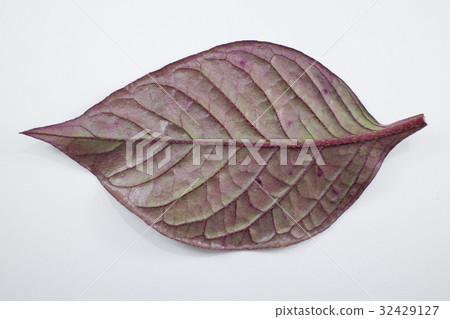 Red leaf of Red Ivy or Red flame ivy Red leaf of Red Ivy or Red flame ivy 32429127